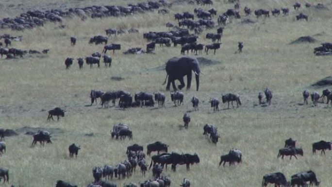 一头公牛大象穿过一群牛羚