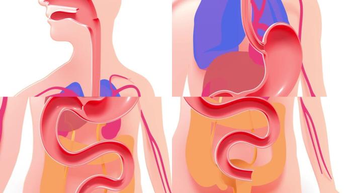 人体消化系统中消化过程的3d动画示意图。