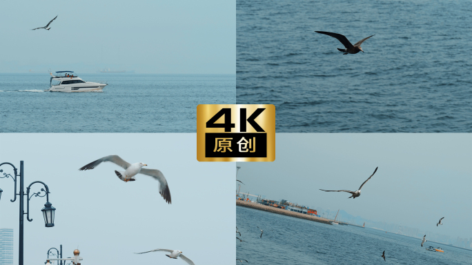 4K海鸥飞翔