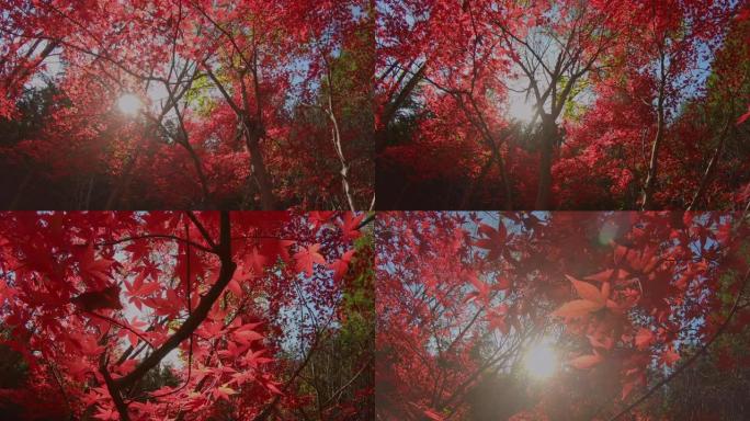 美丽的秋树在风中摇曳/缓慢播放
