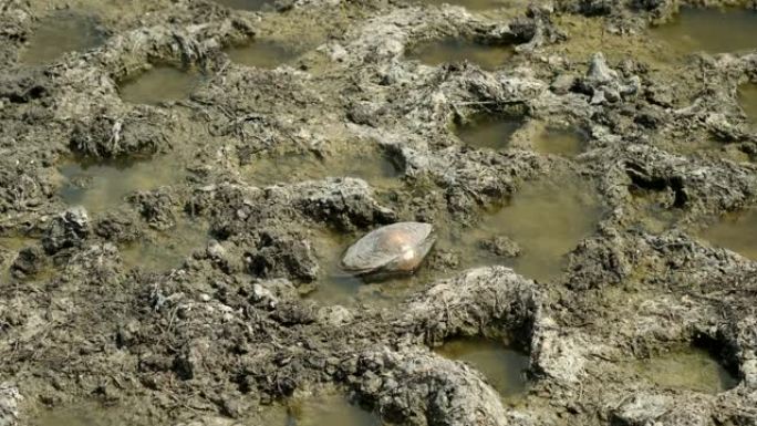 湖岸被牛践踏。双壳类软体动物的外壳位于沿海地区。多瑙河生物圈保护区。乌克兰