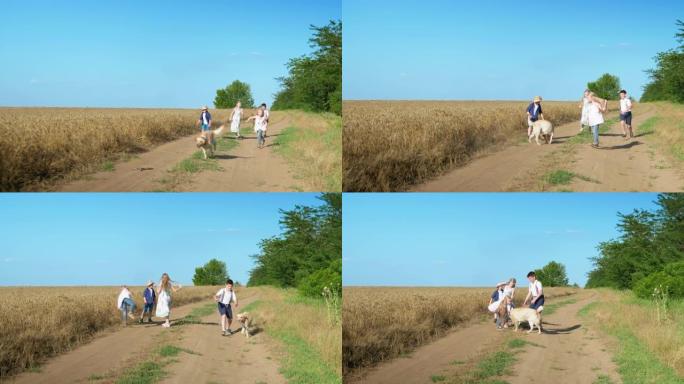 孩子们在蓝天的背景下向麦田附近的宠物扔棍子，在乡村有趣的游戏中狗摔倒