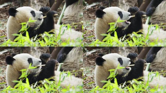 成都大熊猫吃竹叶特写素材