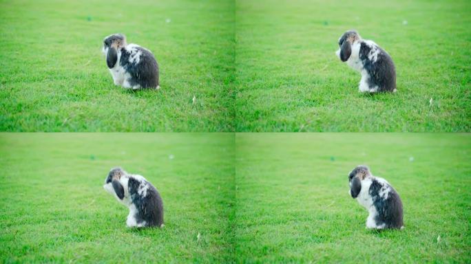 绿色草地上可爱的兔子，