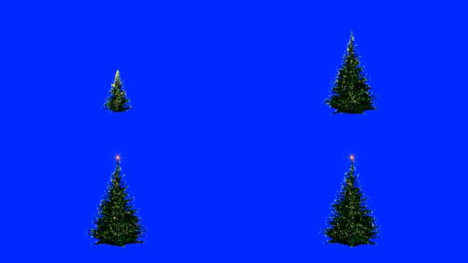 圣诞节日灯树，生长和旋转，蓝屏Chromakey