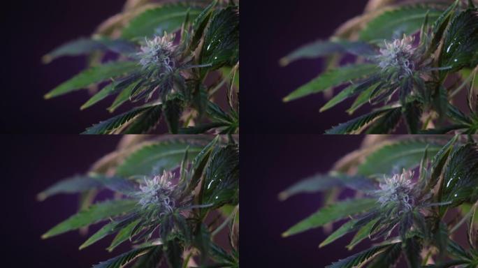 盛开的雌大麻芽在黑暗的背景中迎风生长。近距离