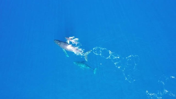 夏威夷毛伊岛海岸外的座头鲸和小牛