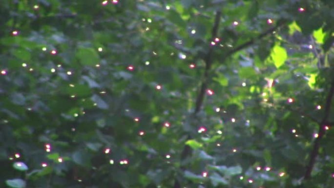 森林中被太阳照亮的一群模糊的彩色发光苍蝇