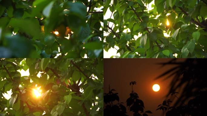 唯美太阳阳光透过树叶缝隙