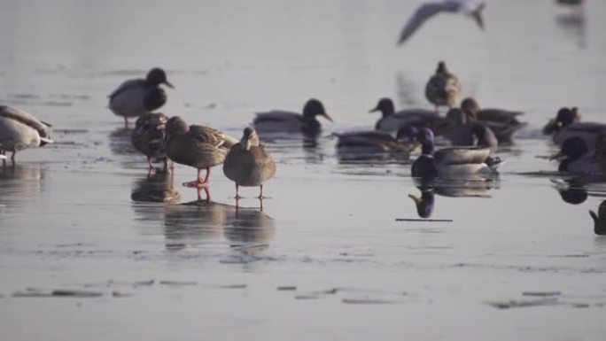 鸭子在冷冻水上。鸭子站在冰上。鸟类在水中游泳。寻找食物。