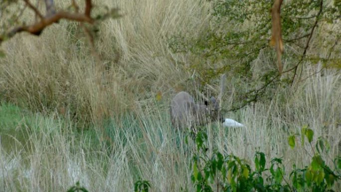 水鹿吃草伏击野外观察