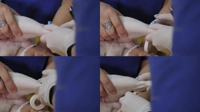 兽医在兽医诊所为狗安装静脉导管。