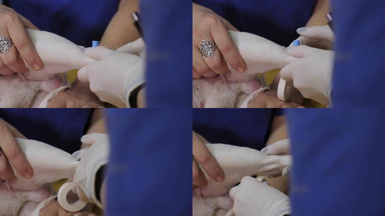 兽医在兽医诊所为狗安装静脉导管。