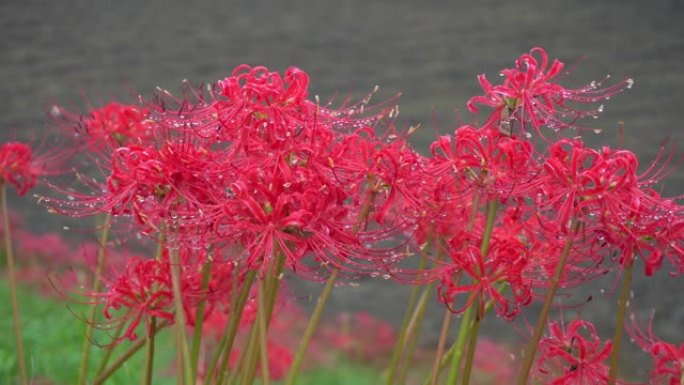 红色石蒜花瓣雨后带露珠。公园里美丽的花朵。花瓣背景。