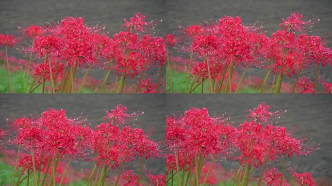 红色石蒜花瓣雨后带露珠。公园里美丽的花朵。花瓣背景。