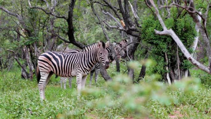 南非大草原上的斑马。美丽的野生动物在自然界-动物和野生动物的概念
