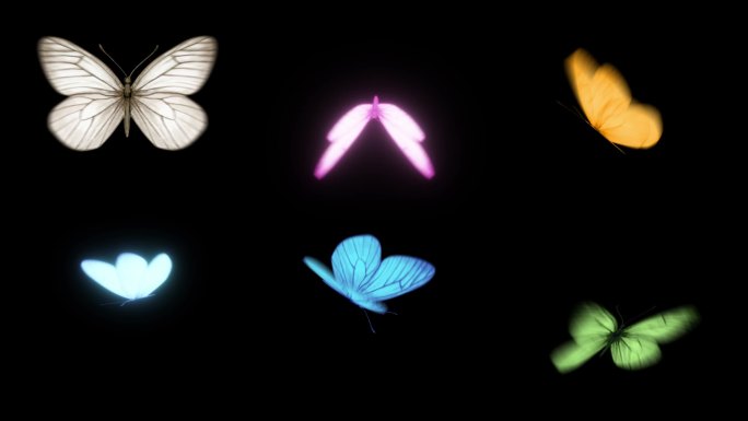 六种蝴蝶修改方便渲染快