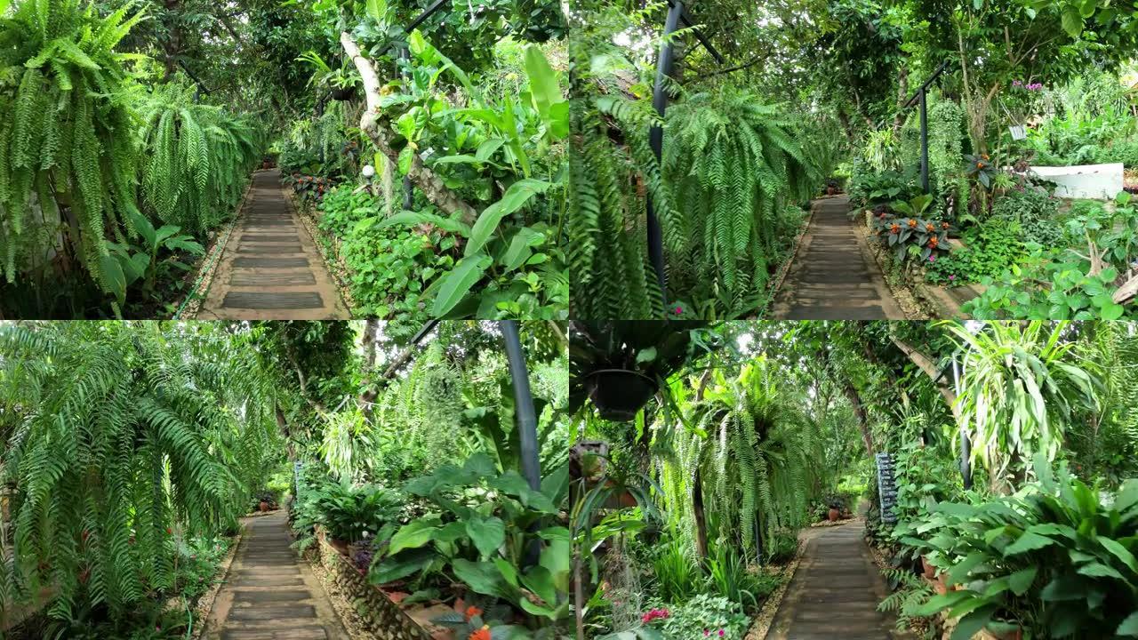 与热带植物一起在花园里散步