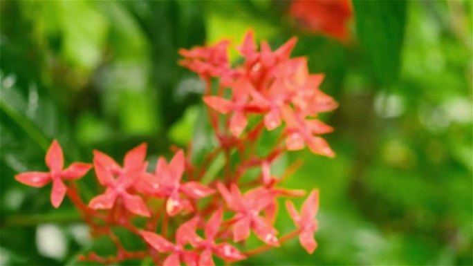 红花雨。被水弄湿了。伊克索拉红色小花植物在雨中湿透。美丽的室内植物。花卉背景设计视频镜头。雨天季风季