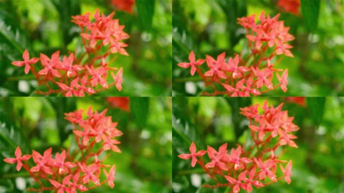 红花雨。被水弄湿了。伊克索拉红色小花植物在雨中湿透。美丽的室内植物。花卉背景设计视频镜头。雨天季风季