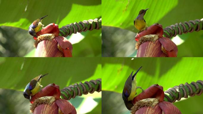 彩色羽毛中的棕色喉咙太阳鸟，4k视频。