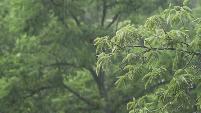 雨中绿叶的美丽树木。