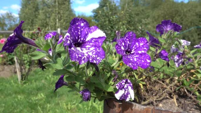 花园里的紫色矮牵牛花。