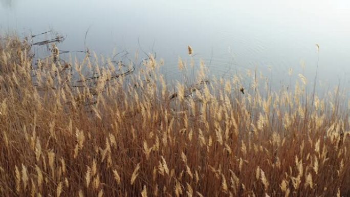 日落时以波浪形式摇曳的芦苇干花序的鸟瞰图。干芦苇顶部的纹理。湖面全景，水面安静。无人机滑落