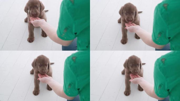 俯视图: 棕色拉布拉多幼犬从白人妇女的手中吃狗食