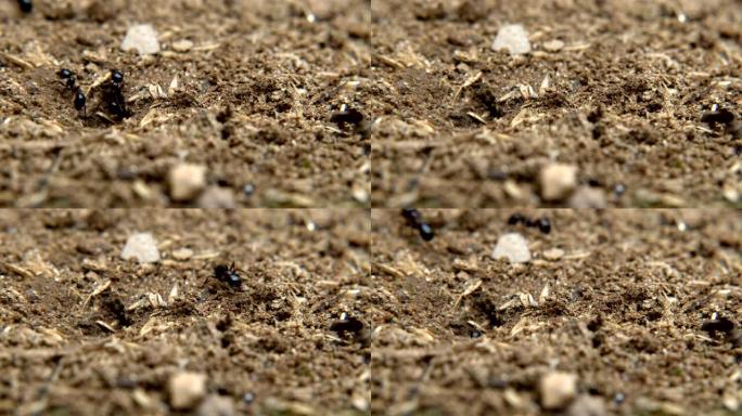 土壤上的动物昆虫蚂蚁