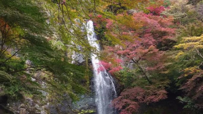 日本桃木的瀑布和色彩缤纷的秋天枫叶背景。