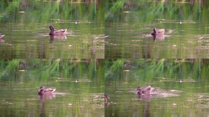 灰鸭在池塘里游泳，用喙剥去羽毛。