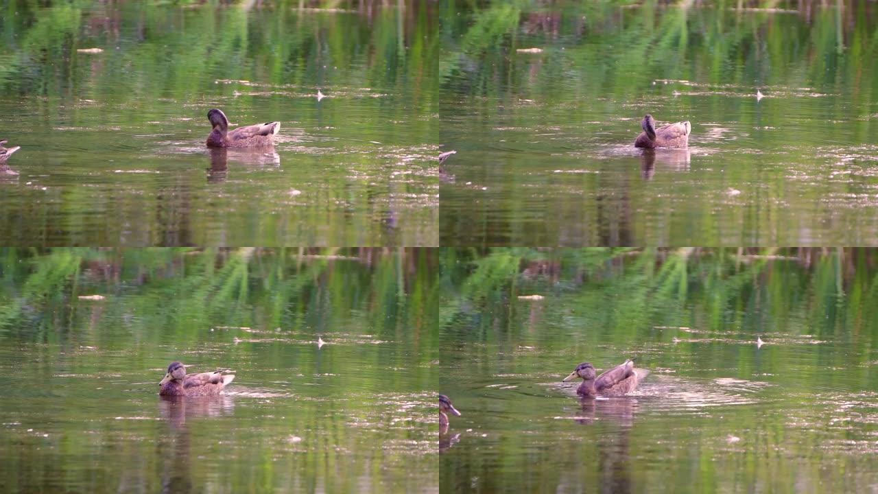 灰鸭在池塘里游泳，用喙剥去羽毛。