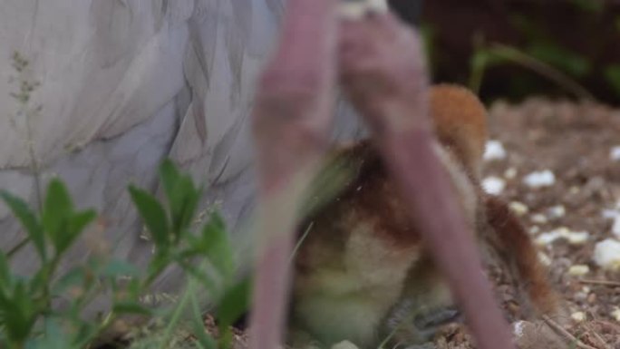 白枕鹤 (安提戈涅维皮奥)-兴安自然保护区