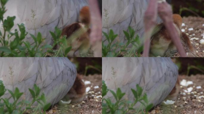 白枕鹤 (安提戈涅维皮奥)-兴安自然保护区