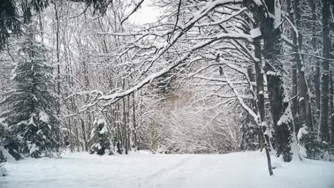 12月降雪后，橡树林的冬日