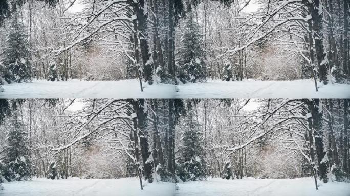 12月降雪后，橡树林的冬日