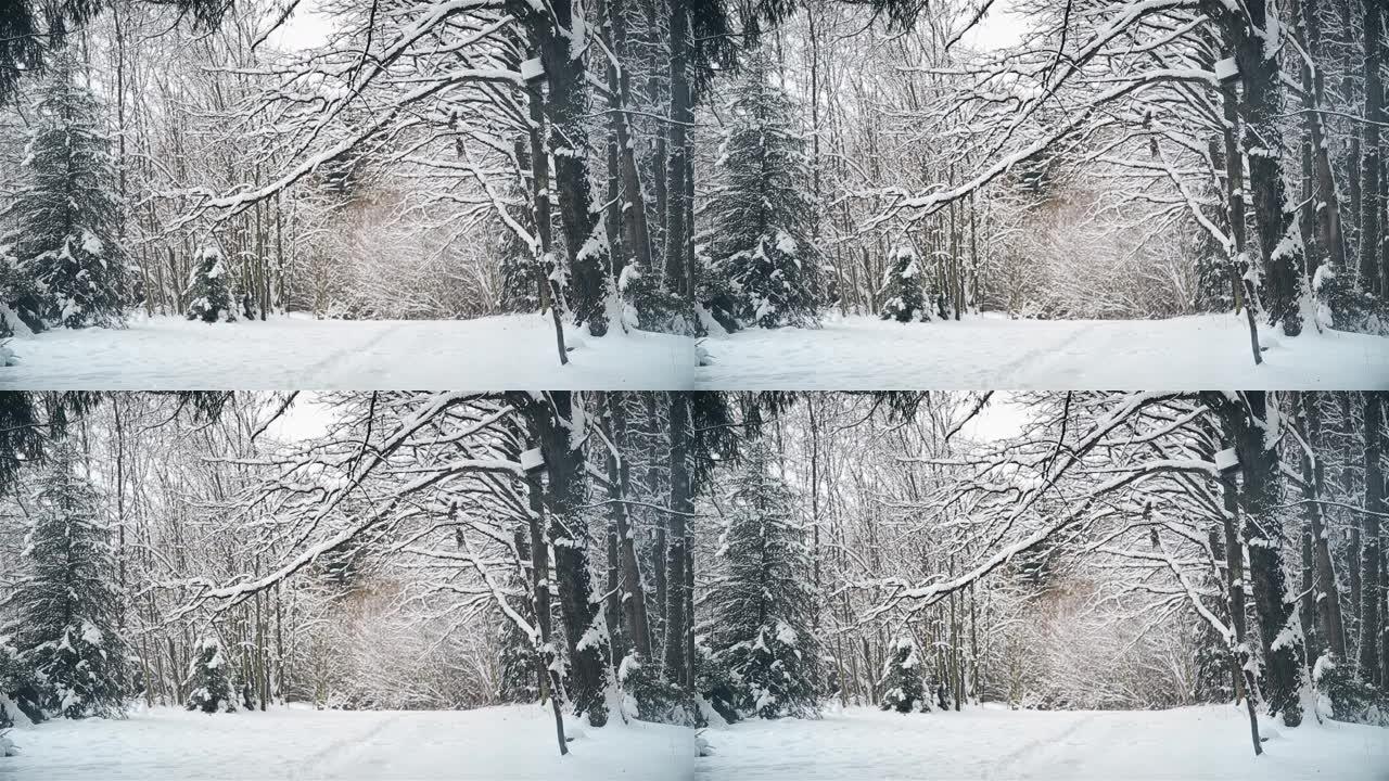12月降雪后，橡树林的冬日