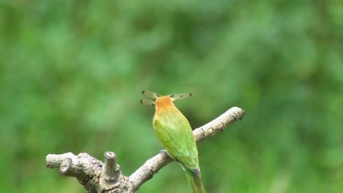 美丽的鸟栗子头蜜蜂食者在树枝上吃食物。(Merops leschenaulti) 与绿色背景