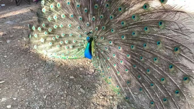 4k股票视频，一只美丽的印度雄性孔雀鸟摇晃，向母鸡展示他五颜六色的羽毛尾巴。