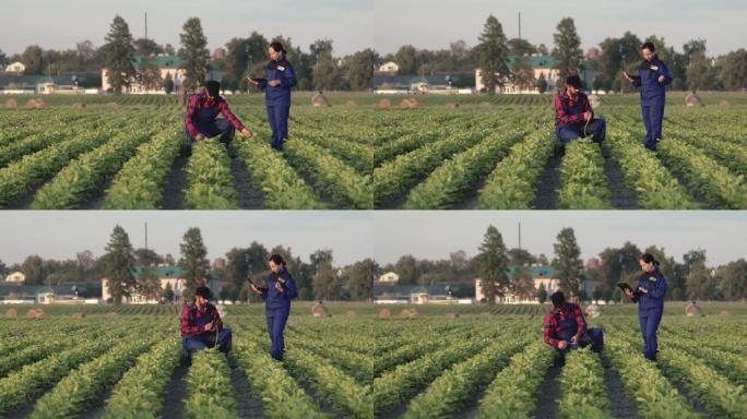 两名农艺师用卷尺测量农田上甜菜种植行的宽度