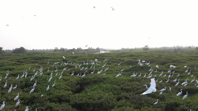 航拍红树林里的候鸟白鹭栖息地