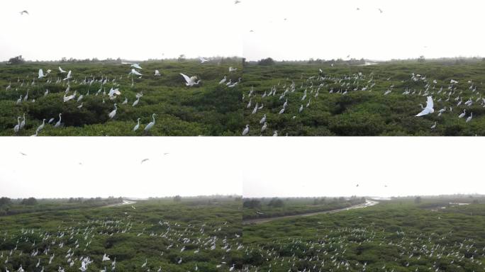航拍红树林里的候鸟白鹭栖息地