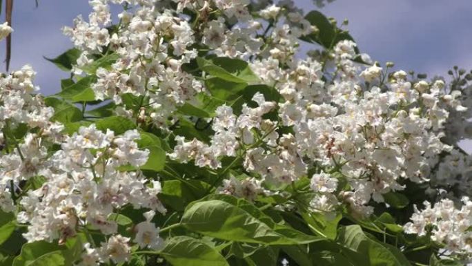 梓花在夏天开花