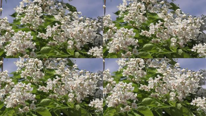 梓花在夏天开花