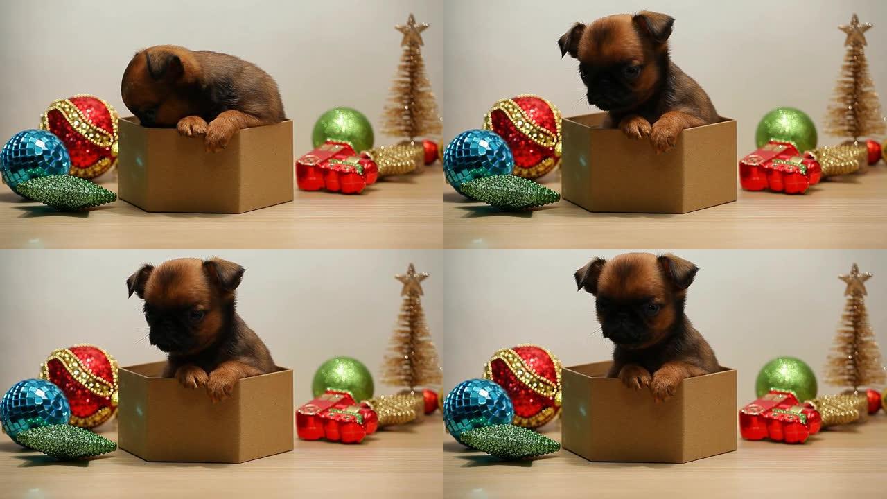 小狗盒新年玩具白色背景高清镜头