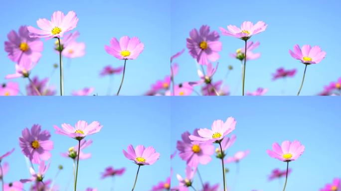 宇宙的特写鲜花野花