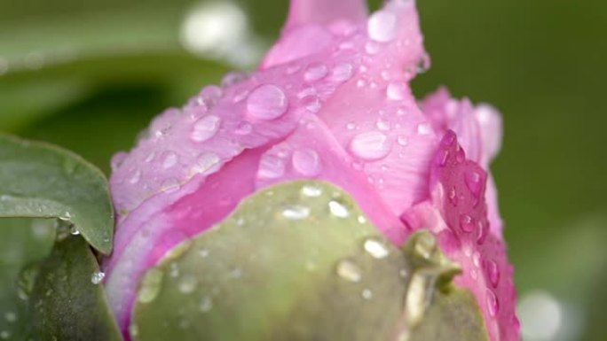 雨后粉红牡丹花