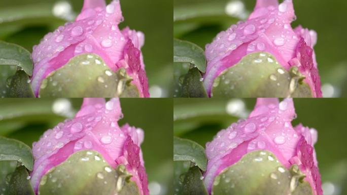 雨后粉红牡丹花