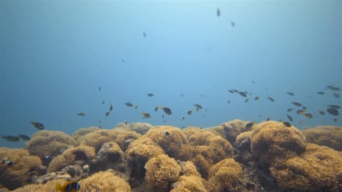 海葵城市Wadi Gimal的水下潜水-红海海葵和大小丑鱼学校-Marsa Alam-埃及
